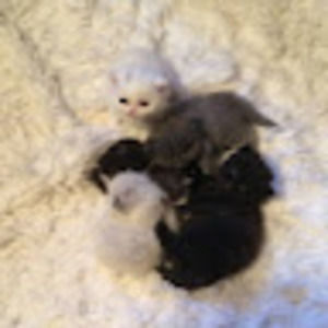 Meet your Posher, Lilah